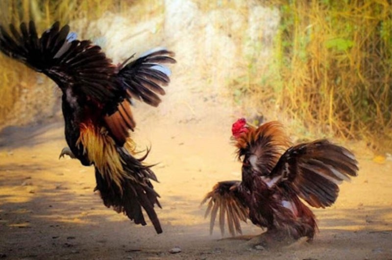 Một số câu hỏi liên quan về đá gà CPC2 bạn có thể tham khảo