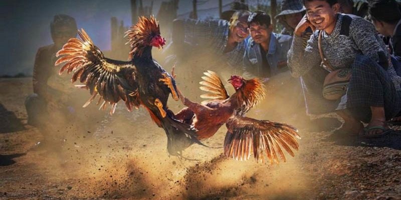 Quy định về thi đấu đá gà tại CPC3 đơn giản