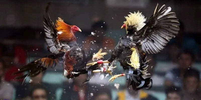 CPC4 là một trong những trường đá gà Thomo cực uy tín