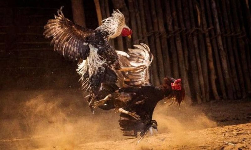 Các hình thức xem đá gà Thomo hôm nay nhanh chóng nhất 