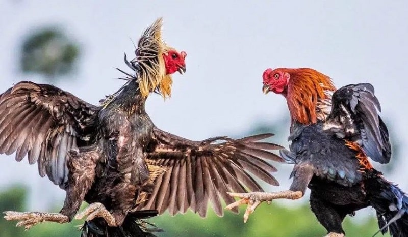 Hướng dẫn tải app nhà cái với thiết bị Andorid