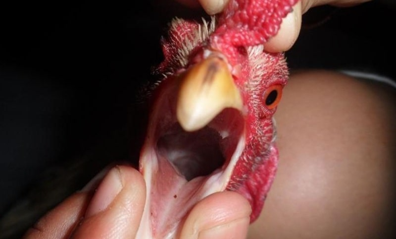 Một số thông tin giới thiệu về gà đoản thiệt