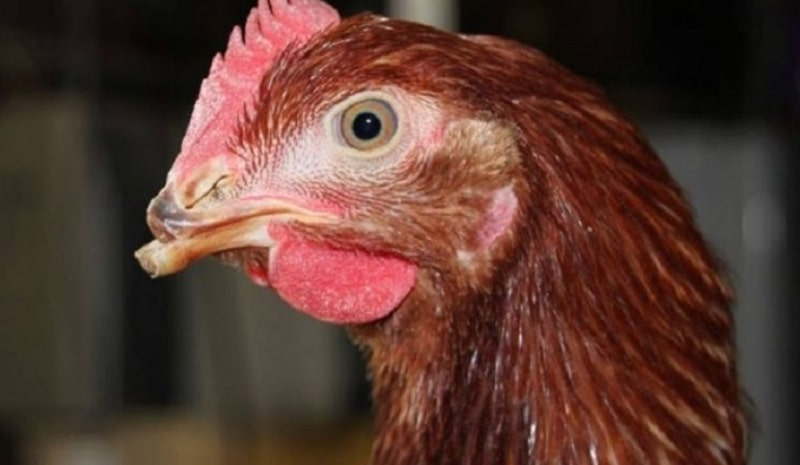 Lý do gà chọi hỏng mỏ dưới