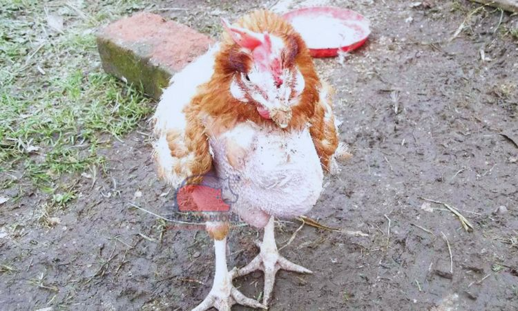 Các nguyên nhân dẫn đến bệnh hen ở gà chọi là gì? 