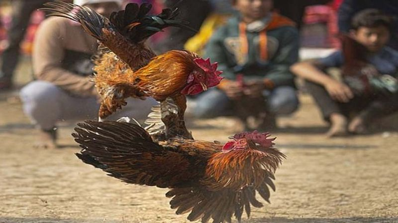 Tương sinh và tương khắc gắn liền với màu mạng gà