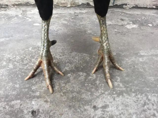 Thư hùng kê tùng đòn cáo độc hiểm khiến đối phương khiếp sợ 