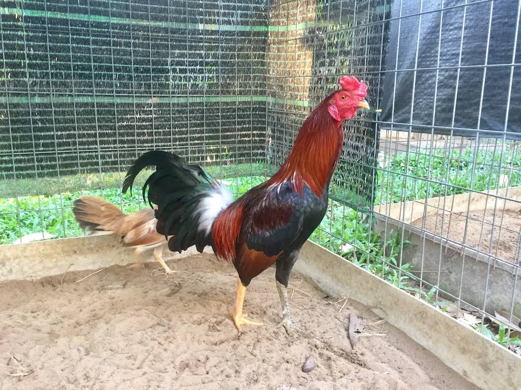 Màu chân thư hùng kê thường trắng và đen rõ rệt 