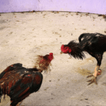 Hỏi đáp một số câu hỏi liên quan tới gà đá thở nhiều