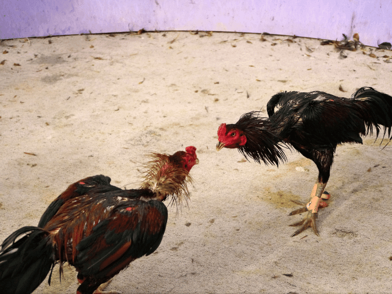 Hỏi đáp một số câu hỏi liên quan tới gà đá thở nhiều