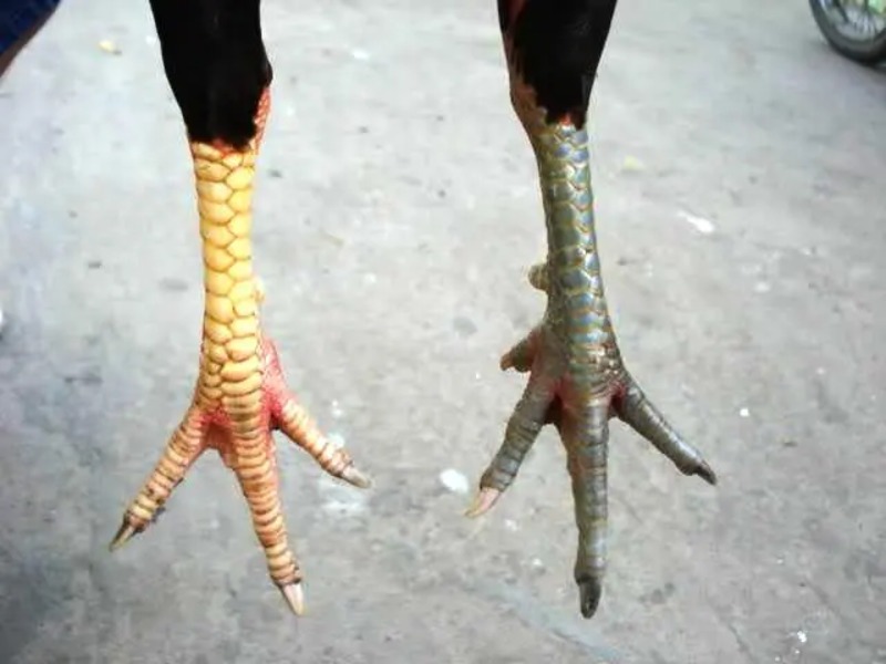 78 vảy gà tốt nên chọi là bí quyết quý giá