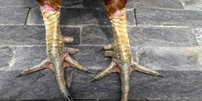 Am hiểu các vảy tốt để dễ dàng lựa chọn