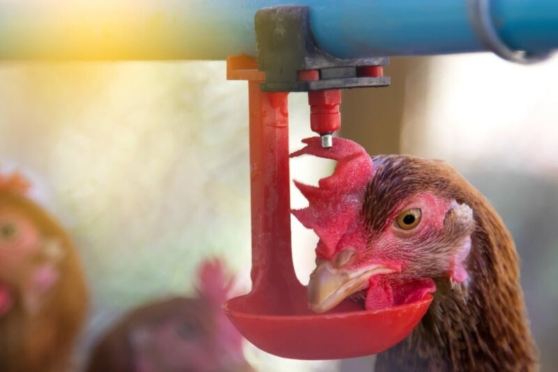 Ăn không tiêu ảnh hưởng lớn đến sức khỏe của gà