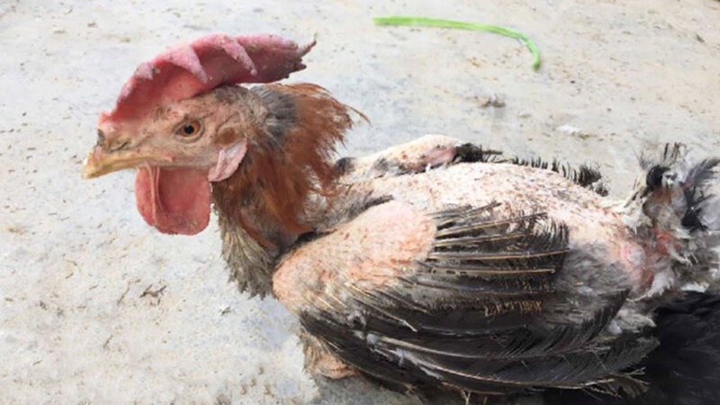 Áp dụng nhiều phương pháp chữa gà ăn không tiêu