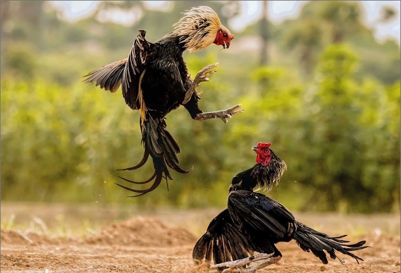 Kiểm tra khả năng phản xạ của gà chiến