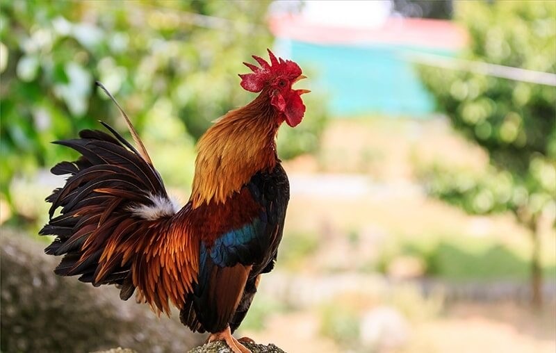 Nguyên tắc màu Gradient