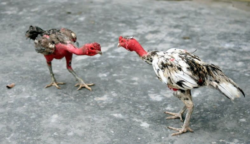 Cách đổ gà đá thông qua phương pháp lai