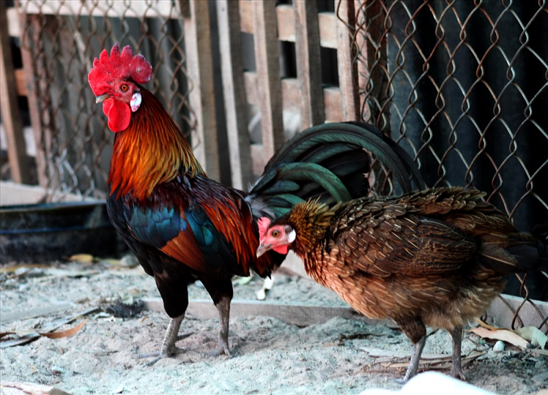 Một số cách lai tạo gà đá khác