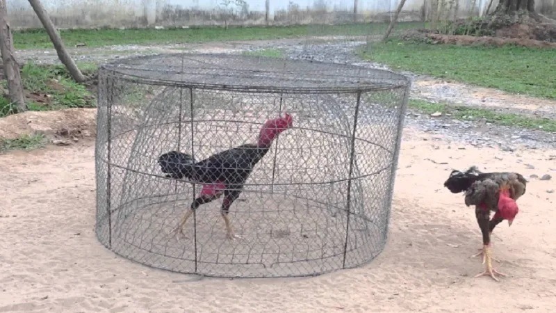 Luyện tập hàng ngày như thế nào trong giai đoạn ép cân?