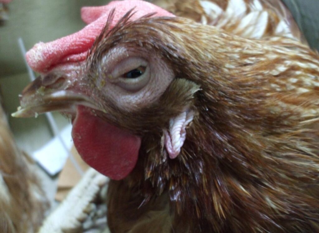 Bệnh sưng phù đầu ở gà do nhiễm vi khuẩn gây ra