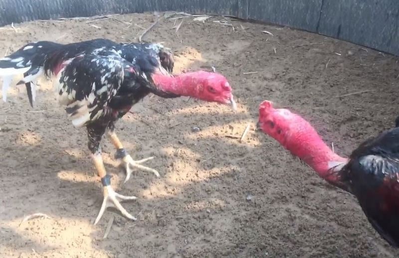 Các quy tắc xổ gà đá cơ bản sư kê mới nên tham khảo