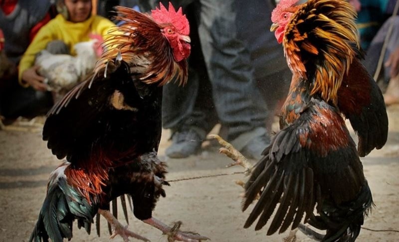 Hướng dẫn chuẩn bị xổ gà đá chuyên nghiệp