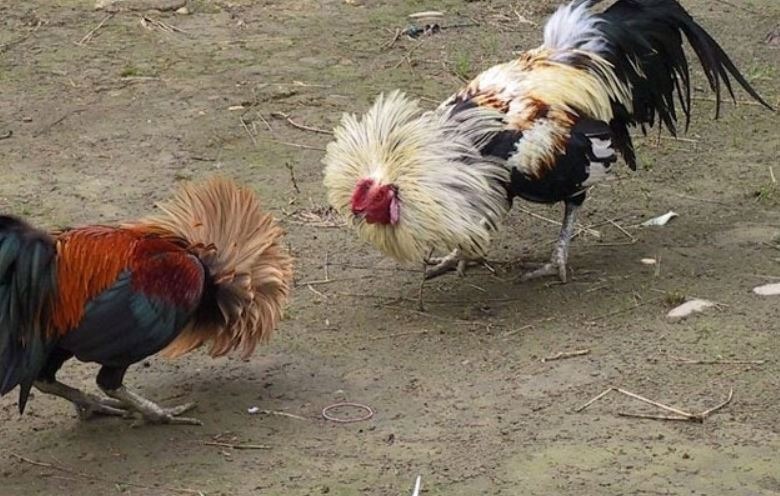 Anh em hãy tiến hành chọn giống gà chuẩn xác