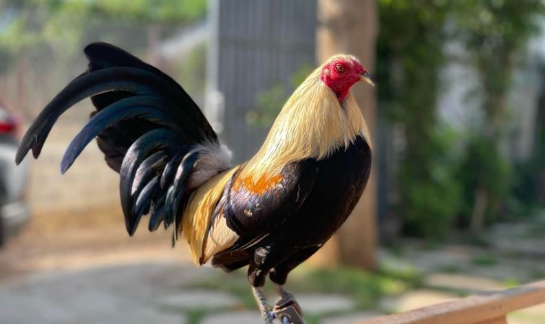 Khám phá chế độ dinh dưỡng khi nuôi gà đá ra trường