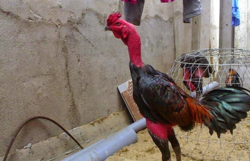 Hướng dẫn sư kê cách chuẩn bị cho gà đá thi đấu