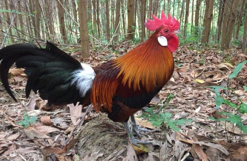 Tại sao gà Saipan lại được sư kê ưa chuộng?