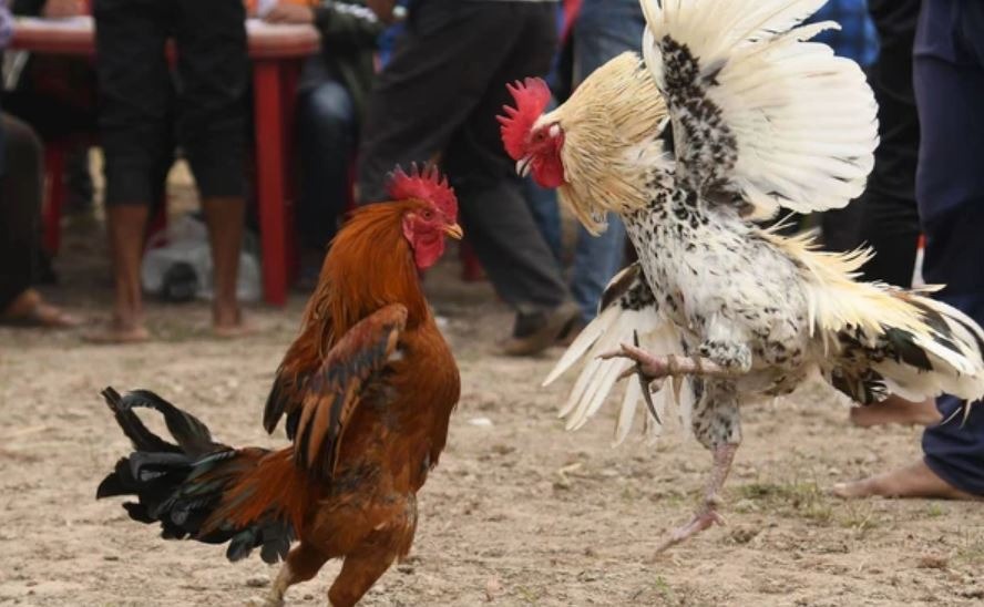 Tiết lộ cách phòng bệnh và chấn thương cho chiến kê