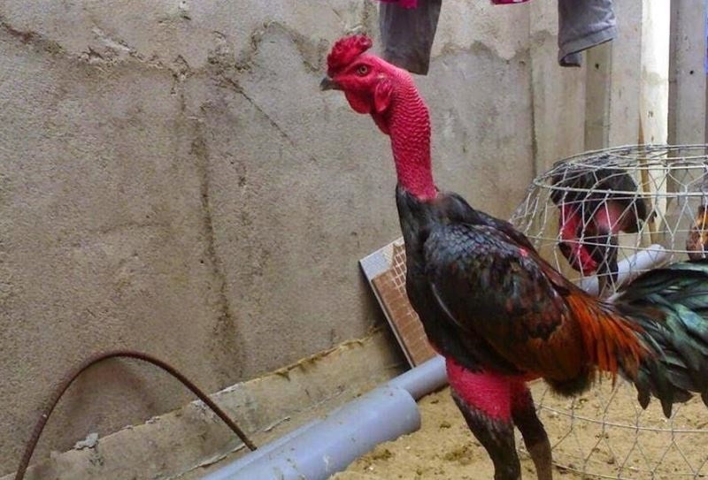 Tiết lộ cách chọn giống gà đá chuẩn cho sư kê mới