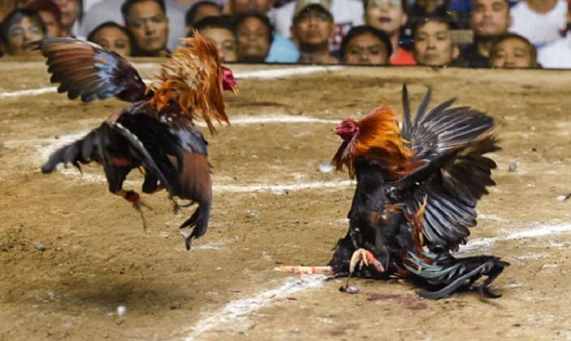 Bật mí cách xây dựng chuồng trại và môi trường nuôi gà chi tiết