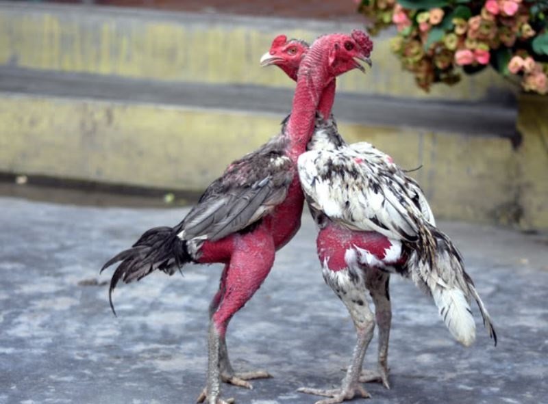 Chia sẻ cách huấn luyện gà đá khi nuôi làm giàu