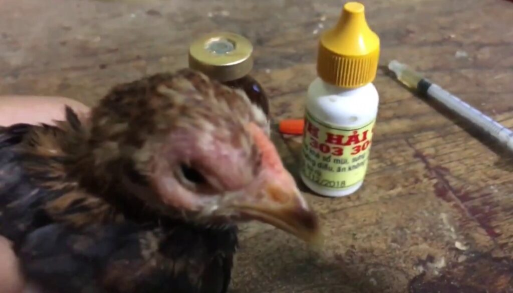 Hiện nay bệnh gà sưng phù đầu chưa có thuốc đặc trị riêng