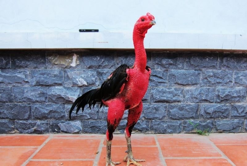 Khám phá chế độ dinh dưỡng cụ thể khi anh em nuôi gà chọi C1