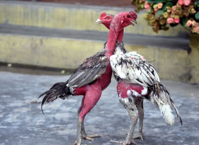 Đặc điểm ngoại hình của gà chọi C1 sung mãn, lì đòn