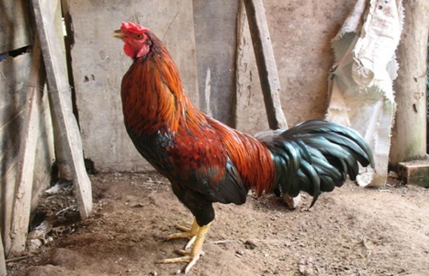 Cách nhận biết gà lai mồng chọi chuẩn xác bạn nên biết