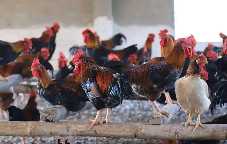 Bật mí phương pháp lai gà chọi thủ công