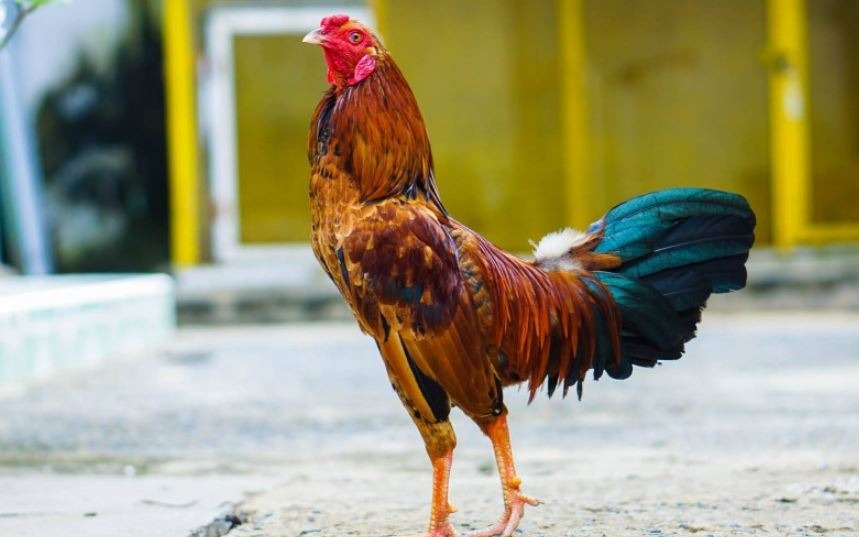 Anh em nên chuẩn bị môi trường nuôi gà đá cựa