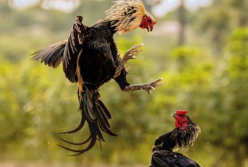 Hướng dẫn thiết kế chuồng trại nuôi gà đá