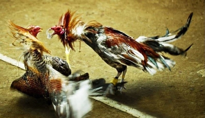 Sư kê nên xây dựng chế độ dinh dưỡng tự nhiên khi nuôi gà đá