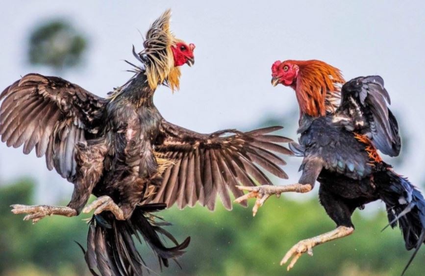 Gợi ý cách chăm sóc, huấn luyện gà đá thế hệ F1